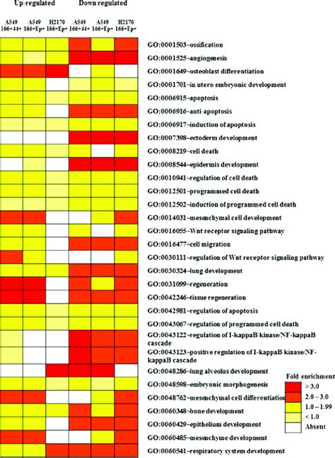 Gene Ontology Go Terms For The Biological Function Of Significantly Download Scientific