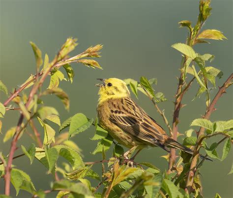 Letting The World Know Emberiza Citrinella John Knight Flickr