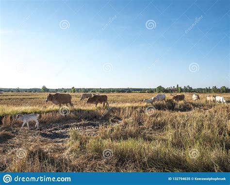 Livestock Farming In The Fields Stock Image Image Of Life Rustic