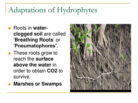 Ppt Adaptations Of Plants Powerpoint Presentation Free Download Id