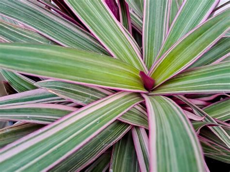 Premium Photo Tradescantia Spathacea Has A Fleshy Rhizome And