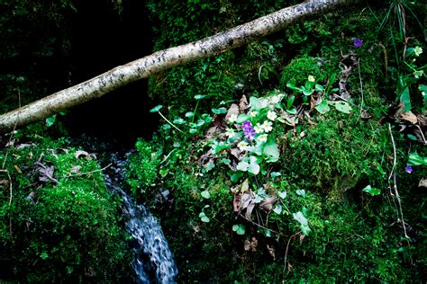 Fotos Gratis Rbol Agua Naturaleza Bosque Rama Planta Luz De