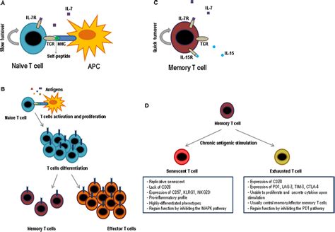 Frontiers Influence Of Inflammation In The Process Of T Lymphocyte