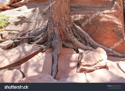 41 021 Tree Roots In Rock Images Stock Photos 3D Objects Vectors