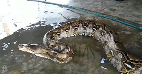 Giant Python Found In Malaysia Could Be World's Longest - CBS Miami