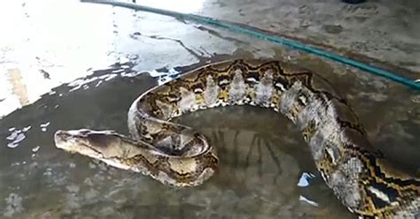 Giant Python Found In Malaysia Could Be Worlds Longest Cbs Miami