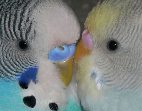 Make A Website Online Photo Album Blog E Mail Shop Hosting Cute