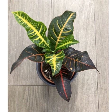 Codiaeum Variegatum Oakleaf Croton Oakleaf Uploaded By Hkyfvr