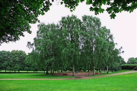 Premium Photo | The park in oslo norway