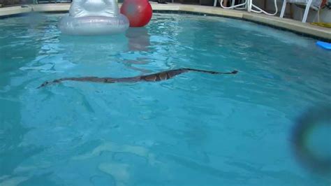 Snake In Florida Pool Orlando 2011 Youtube