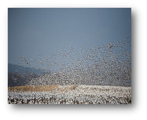 Protect Your Farm from Bird Flu: Tips for Managing Wild Birds During Migration Season ...