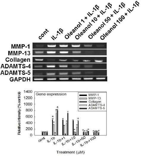 Effect Of Oleanolic Acid On The Gene Expression Of MMP 1 MMP 13