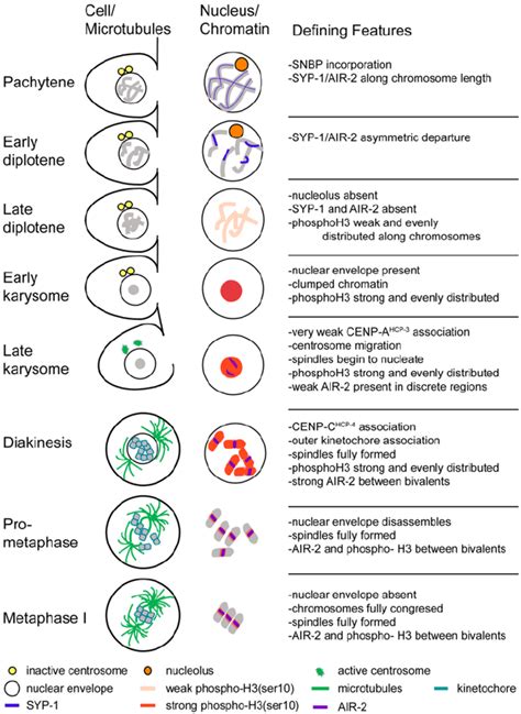 A Summary Of The Progression Of Nuclear Events During Late Sperm