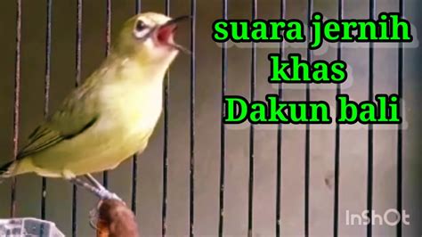 SUARA JERNiH Khas Pleci Dakun Bali Gacor Cocok Buat Pancingan YouTube