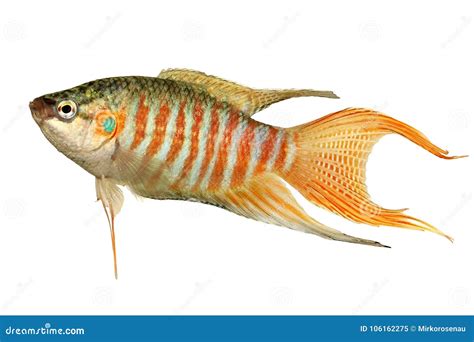 paradise fish stock images