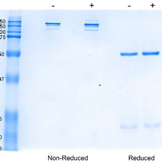 Analysis Of Purified Trastuzumab By Sds Page Approximately G Of