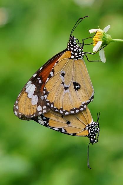 Premium Photo Moments Of Butterflies Mating On Flowers Butterflies