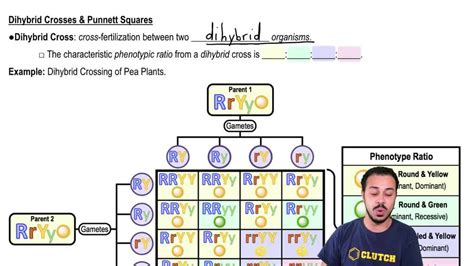 Box Punnett Square Informacionpublica Svet Gob Gt