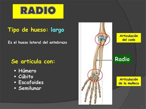 Hueso Radio SREC UDocz