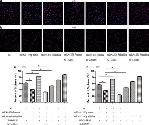 Mir 139 5p Inhibits Glioma Cell Proliferation And Progression By