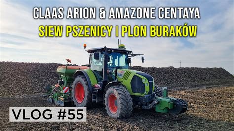 Późny siew pszenicy po burakach Jak plonowały buraki VLOG 55