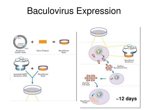 Ppt Recombinant Protein Production Powerpoint Presentation Free