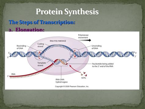 Ppt Protein Synthesis And Mutations Powerpoint Presentation Free Download Id 2417513