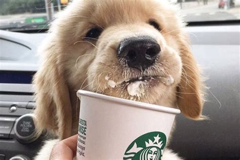 Puppuccino La Bebida Secreta De Starbucks Para Los Perros Revista