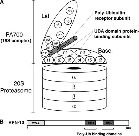 A Schematic Representation Of The 26s Proteasome The 26s Proteasome Download Scientific