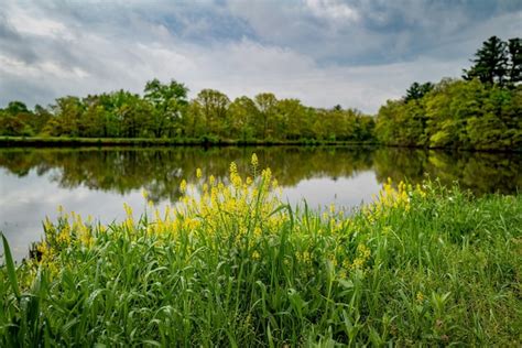 Página 32 Imágenes de Humedales Naturaleza Descarga gratuita en Freepik