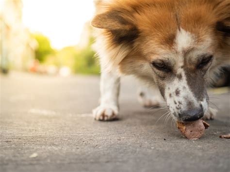 Perch Il Cane Mangia Tutto Quello Che Trova