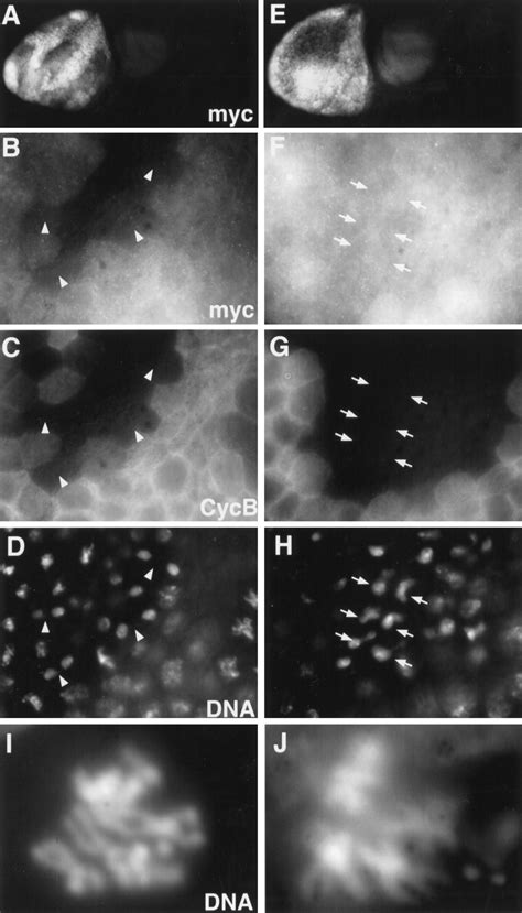 Degradation Of Drosophila Pim Regulates Sister Chromatid Separation