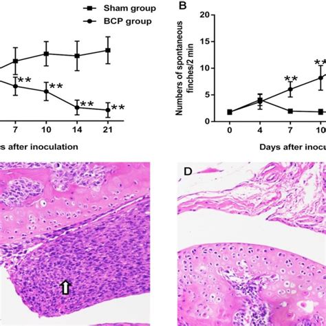 Effect Of Intrathecal Injections Of Aav Sirt Shrna On Pain Behavior In