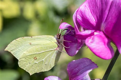 Borboleta Flor Polinizar Foto Gratuita No Pixabay Pixabay