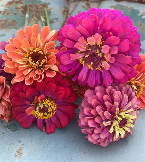 Premium Cut Flower Zinnia Collection, Mixed Zinnias for Cutting Garden ...