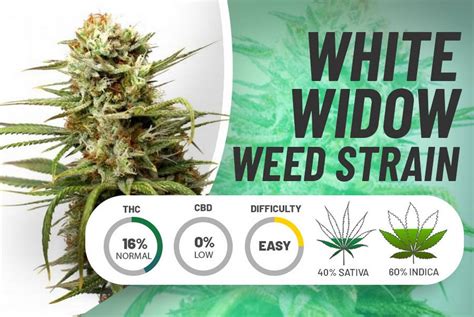 Exploring The Benefits Of White Widow X Big Bud Cannabis Seeds