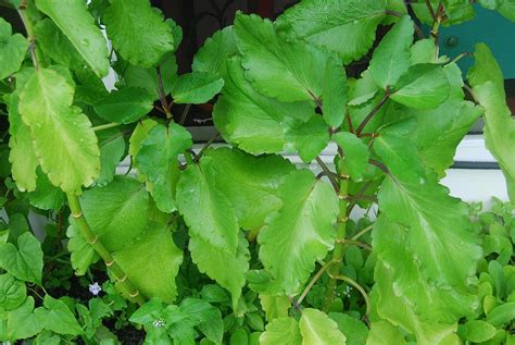 Plant Fey Lougarou Amarpoi Kalanchoe Pinnata Air Plant Bryophyllum Tree