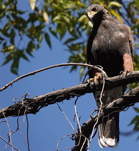 Buse De Harris Parabuteo Unicinctus Le Blog De Val Ry Schollaert