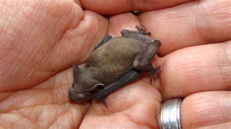 The Strange Way Bats Give Birth