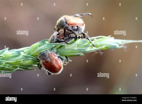 Cereal Bug Hi Res Stock Photography And Images Alamy