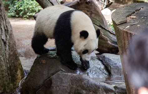 Panda Trek at the San Diego Zoo designed by FPBA