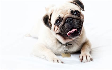 Adorable Pug Hd Wallpaper