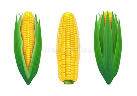 Realistic Detailed D Sweet Organic Corn Cob Set Vector Stock Vector