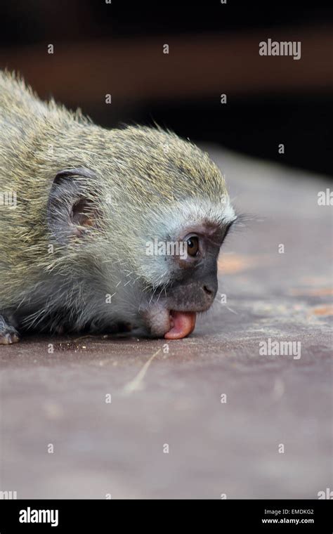 Tongue Out Monkey Hi Res Stock Photography And Images Alamy