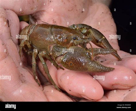 White Clawed Crayfish Austropotamobius Pallipes Hi Res Stock