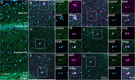 Frontiers Heterogeneous GAD65 Expression In Subtypes Of GABAergic