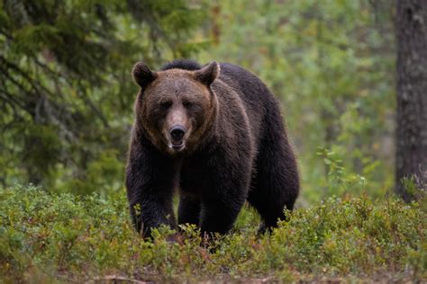 Ours Simplement Sauvage Documentaire La Critique T L Rama