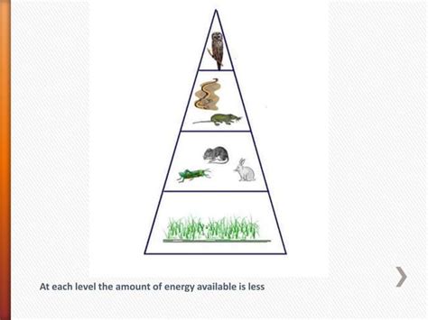 Ecological Pyramids Ppt