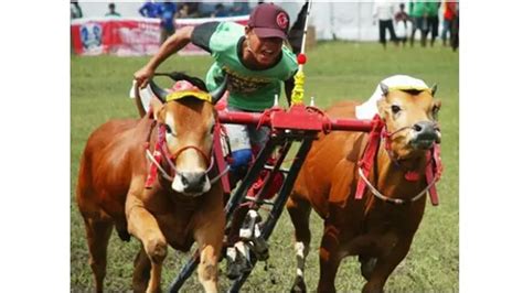 Fakta Menarik Karapan Sapi Tradisi Khas Masyarakat Madura Surabaya