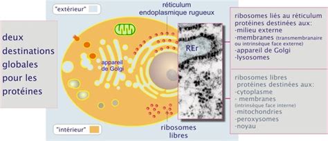 Crédits 8 Acheminement Des Protéines à Travers Le Réticulum